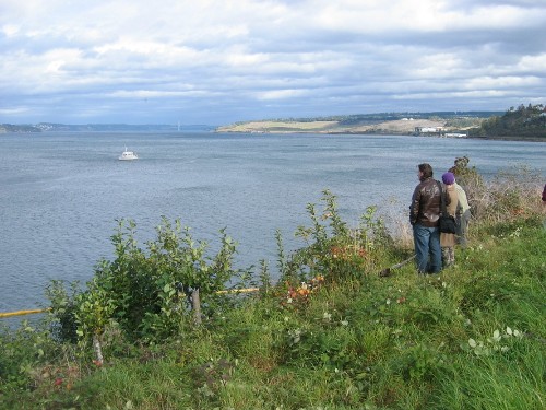 View from train wreck towards Chambers Bay Golf Course
