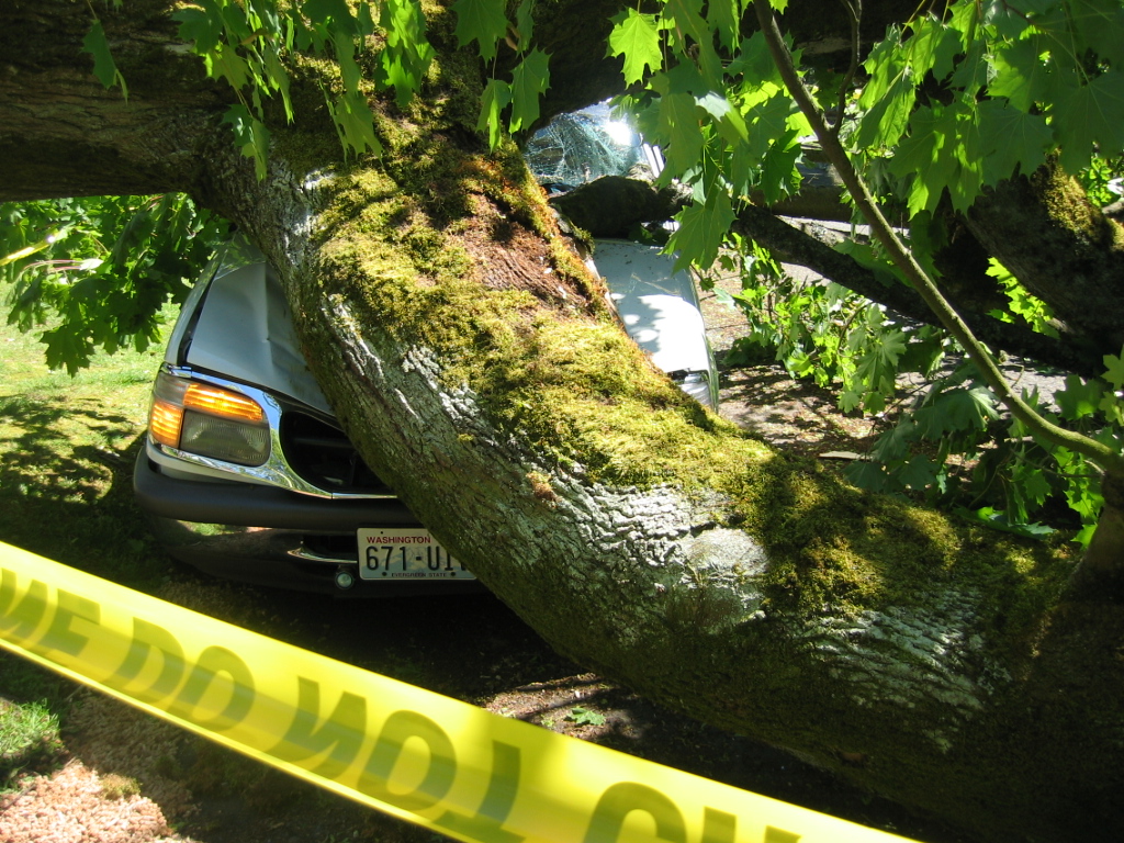 tree meets car