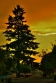 tree, summer