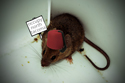 native, north tacoma, mouse