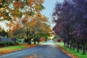 autumn, leaves