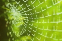 ice, spider web, frozen, morning, freeze, frost