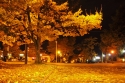 autumn, leaves, tree, proctor