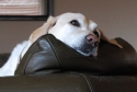 tyler, yellow lab