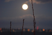 Clear November Moon in Tacoma