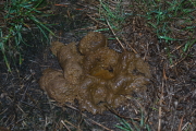 Dog crap with visible, inlaid paw print!