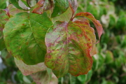 Dogwood leaves:  Now you see 'em...