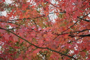 Fall Trees on Union