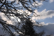 Sunny Oakbrook trees in the snow
