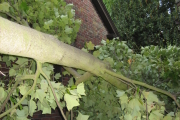 Fallen Tree