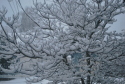 Snow on the Dogwood Tree