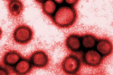 Flu
