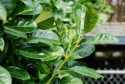 Sprouting Laurel Hedge