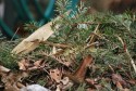 Leftover Yard Waste
